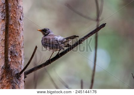 Fieldfare On A Branch Of A Pine. Russia, Siberia, The Novosibirsk Region.
