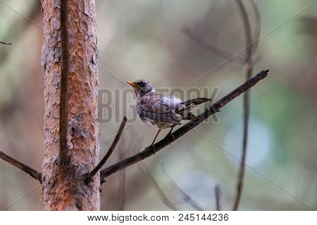 Fieldfare On A Branch Of A Pine. Russia, Siberia, The Novosibirsk Region.