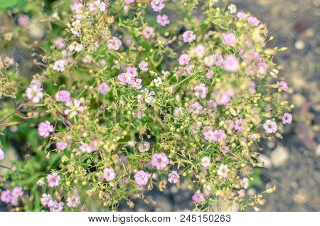 Alyssum Pink, Rose Colored, Fragrant Flower, Grows A Large Bush In The Park, The Garden