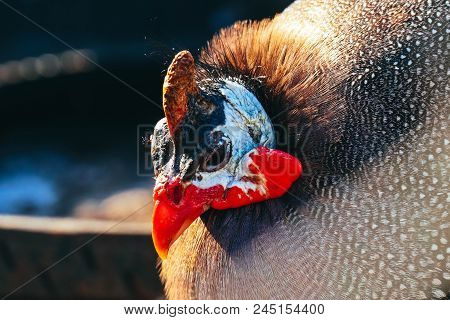 Portrait Of Guinea Hen Bird Close Up.