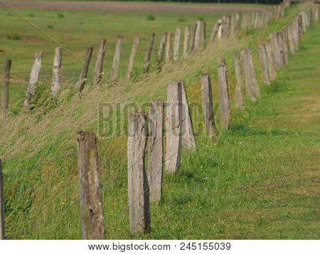 many wild horses in the german muensterland