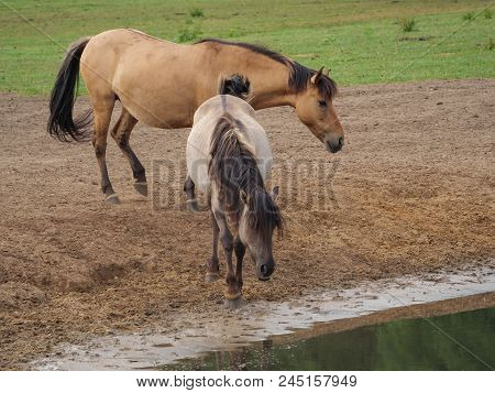 many wild horses in the german muensterland