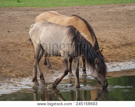 many wild horses in the german muensterland
