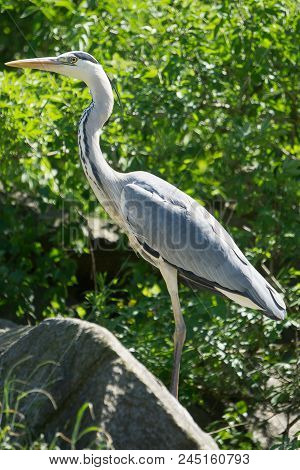 Gray Heron Standing In Front Of A Green Hedge