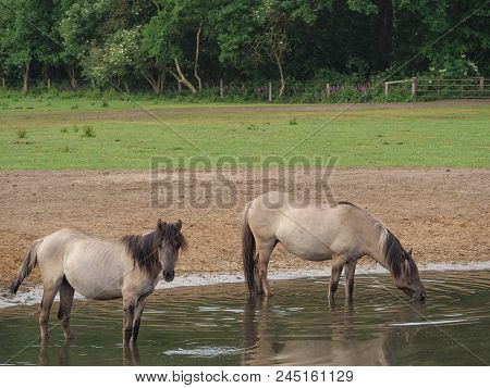 many wild horses in the german muensterland