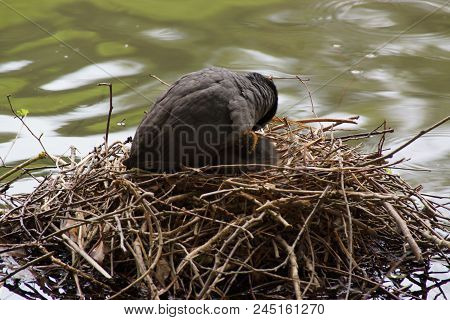 A Black Moorhen, In The Rest On Its Nest In The Middle Of The Lake. She Protects He Young. Day Shoot