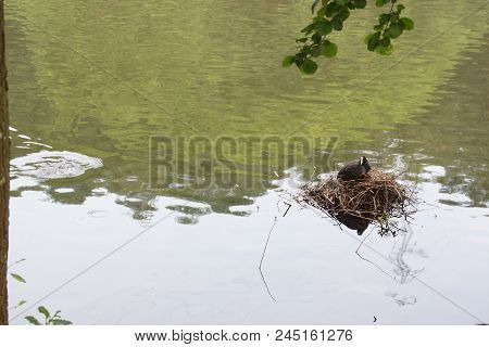 A Black Moorhen, In The Rest On Its Nest In The Middle Of The Lake. She Protects He Young. Day Shoot