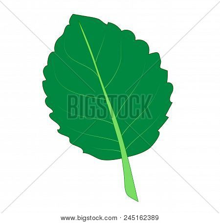 Vector Illustration, Isolated Green Gloxinia Leaf, Hand Painted Drawing