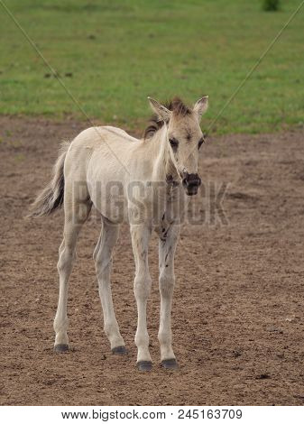 many willd horses in the german muensterland