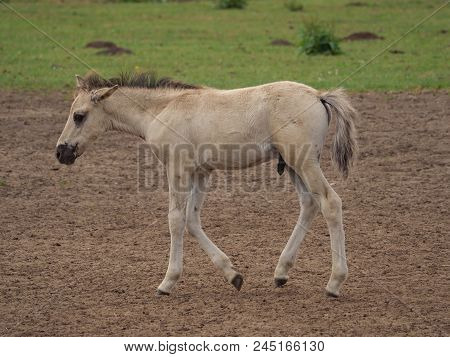 many wild horses in the german muensterland