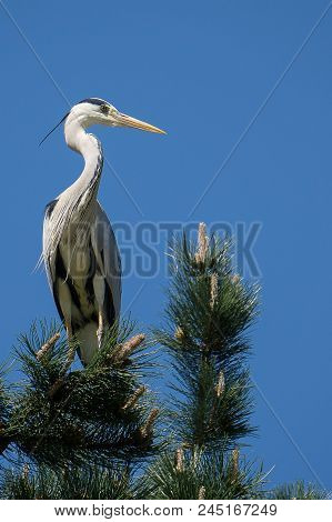 Great Blue Heron Standing The Green Tree