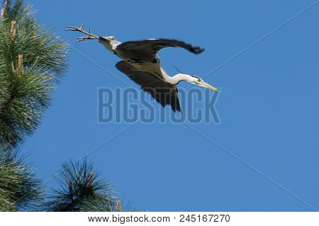Great Blue Heron, In Flight From A Tree