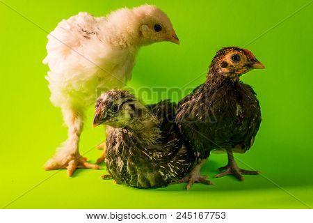 Young Adolescent Farm Chickens Roosters Studio Portrait