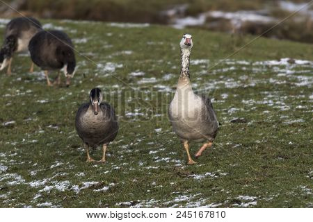 Canada Goose-hybride  (branta Canadagensis)