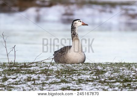 Canada Goose-hybride  (branta Canadagensis)