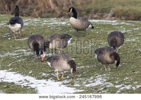 Canada Goose-hybride  (branta Canadagensis)