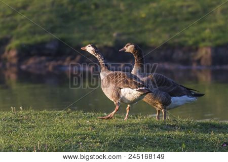 Canada Goose-hybride  (branta Canadagensis)
