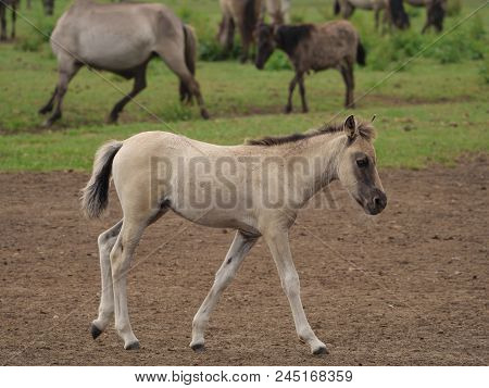 many willd horses in the german muensterland