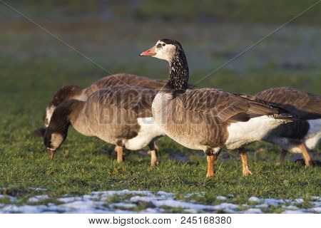 Canada Goose-hybride  (branta Canadagensis)