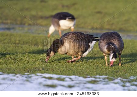 Canada Goose-hybride  (branta Canadagensis)