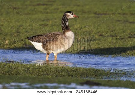 Canada Goose-hybride  (branta Canadagensis)