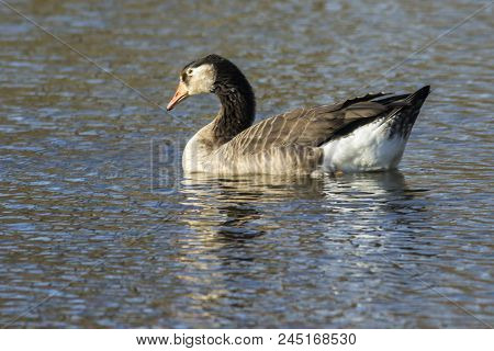 Canada Goose-hybride  (branta Canadagensis)