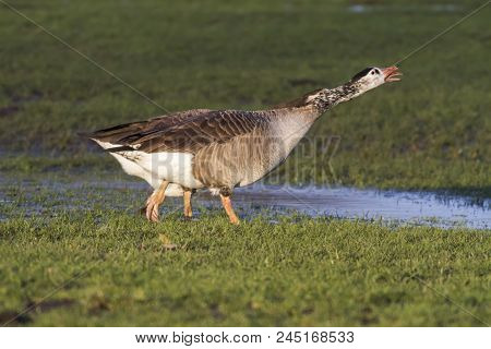 Canada Goose-hybride  (branta Canadagensis)