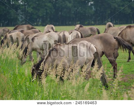 many willd horses in the german muensterland