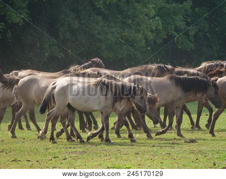 many willd horses in the german muensterland