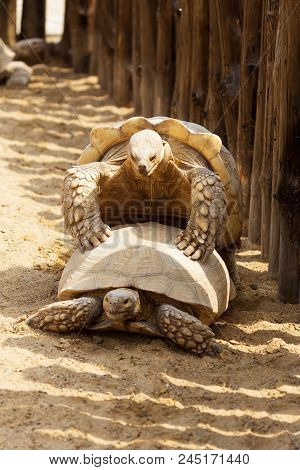 Mating Giant Gray Turtles. Very Large Turtle With Powerful Columnar Legs And Relatively Small Head.
