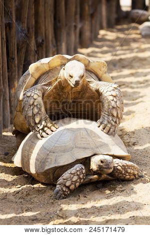 Mating Giant Gray Turtles. Very Large Turtle With Powerful Columnar Legs And Relatively Small Head.