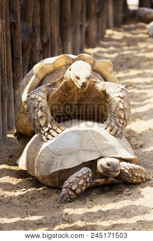 Mating Giant Gray Turtles. Very Large Turtle With Powerful Columnar Legs And Relatively Small Head.