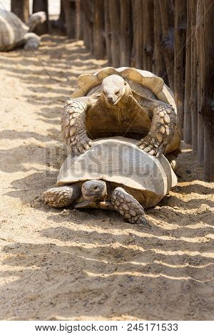 Mating Giant Gray Turtles. Very Large Turtle With Powerful Columnar Legs And Relatively Small Head.