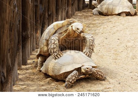 Mating Giant Gray Turtles. Very Large Turtle With Powerful Columnar Legs And Relatively Small Head.