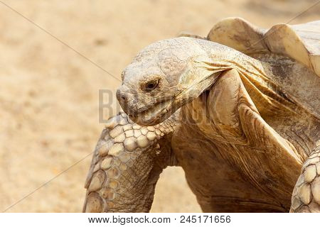 Very Large Turtle With Powerful Columnar Legs And A Relatively Small Head. Slow Life Of Land Tortois