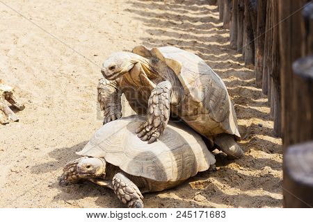 Mating Giant Gray Turtles. Very Large Turtle With Powerful Columnar Legs And Relatively Small Head.