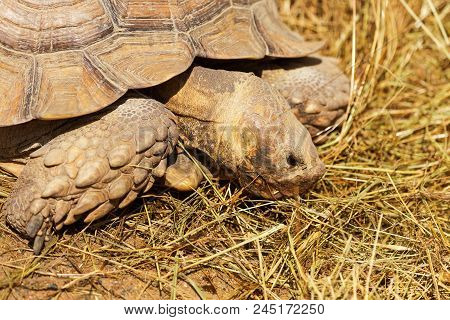 Very Large Turtle With Powerful Columnar Legs And A Relatively Small Head. Slow Life Of Land Tortois