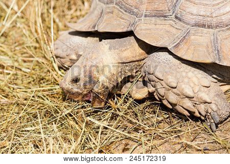Very Large Turtle With Powerful Columnar Legs And A Relatively Small Head. Slow Life Of Land Tortois
