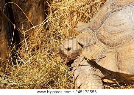 Very Large Turtle With Powerful Columnar Legs And A Relatively Small Head. Slow Life Of Land Tortois