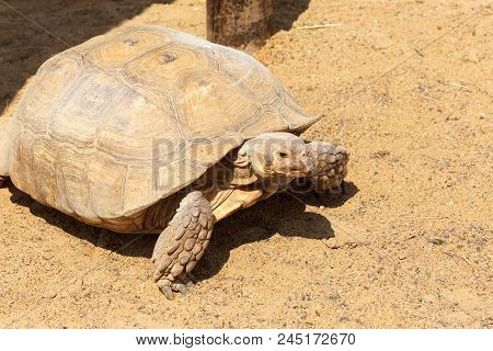 Very Large Turtle With Powerful Columnar Legs And A Relatively Small Head. Slow Life Of Land Tortois