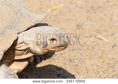 Very Large Turtle With Powerful Columnar Legs And A Relatively Small Head. Slow Life Of Land Tortois