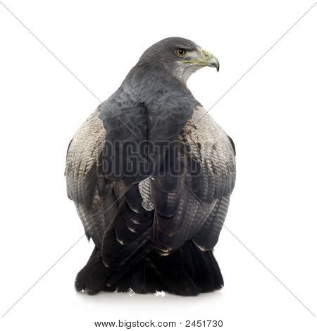 Kara göğüslü şahin-kartal () - Geranoaetus Melanoleucus