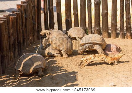 Mating Giant Gray Turtles. Very Large Turtle With Powerful Columnar Legs And Relatively Small Head.