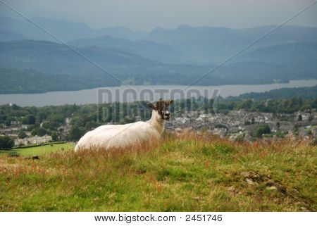 Sort ledes får udsigt over Th Etown i Windermere