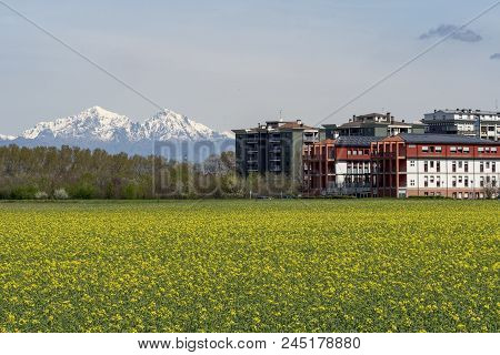Cinisello Balsamo (milan, Lombardy, Italy): Landscape With Yellow Flowers And Mountains