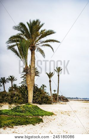 Tropical Resort With Palm Trees On Sandy Beach Near Ocean