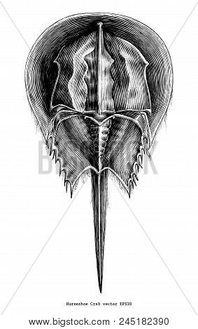 Horseshoe Crab Vintage Clip Art Isolate On White Background