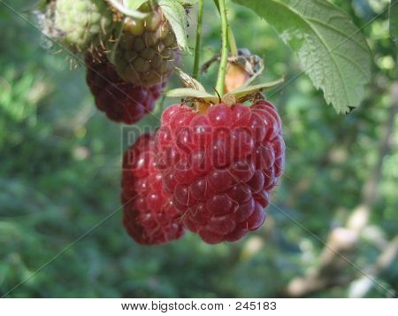 Lecker Himbeeren
