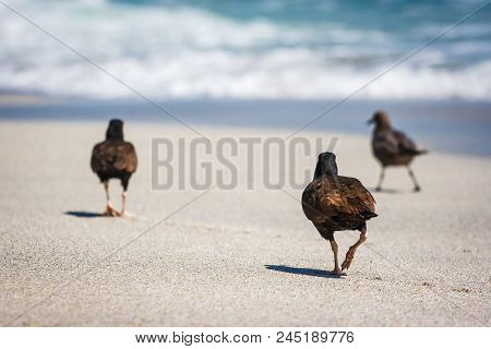 Black Oystercatchers (haematopus Ater) In Paracas, Peru