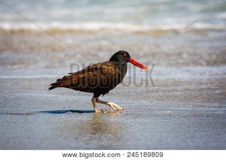 Black Oystercatcher (haematopus Ater) In Paracas, Peru